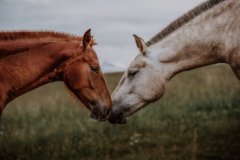a couple of horses standing next to each other.jpg