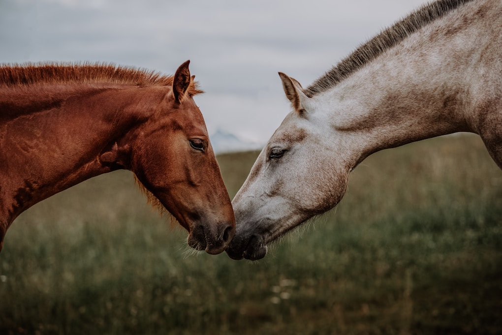Happy National I Love Horses Day – 2025