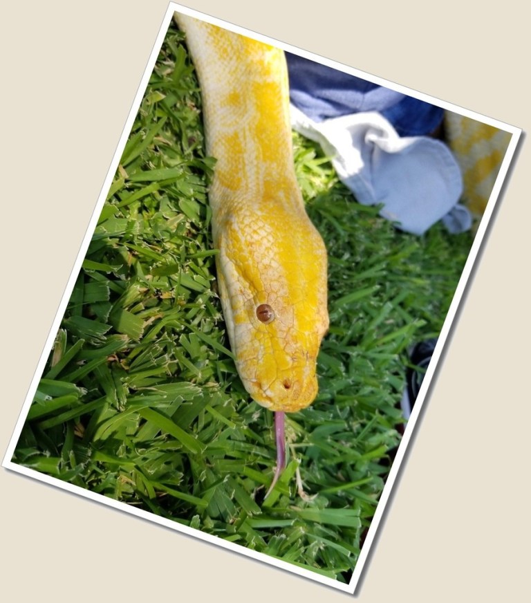 Snake albino python green.jpg