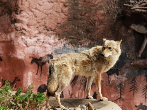 a wolf standing on a rock in front of a rock wall.jpg