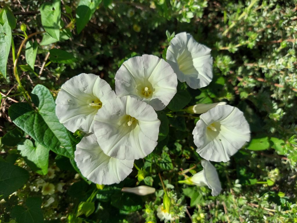 Featured Photo: Flower of the Day – The Morning Glory (White)