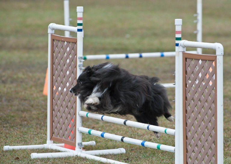 Fond Du Lac County Kennel Club.jpg