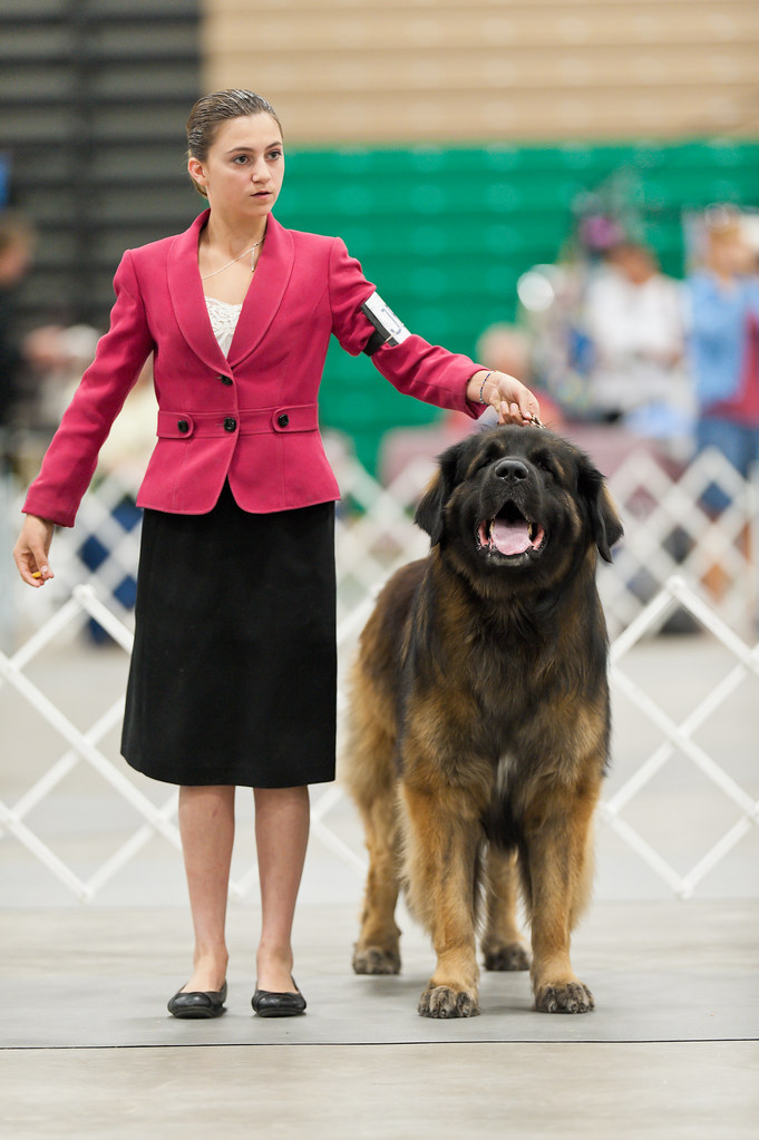 AKC Great Falls June 2011.jpg