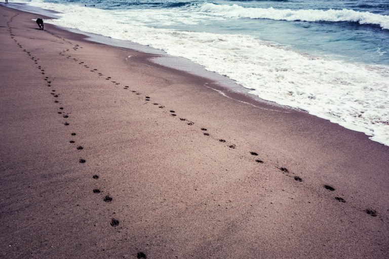 a dog day of summer.jpg