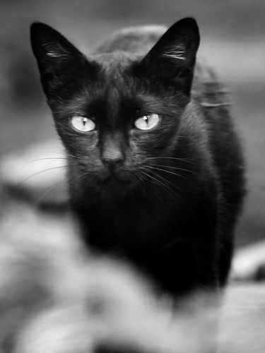 The Eyes of Black Cat.jpg
