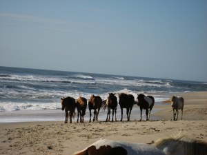 Wild Horses - Assateague Island National Seashore.jpg