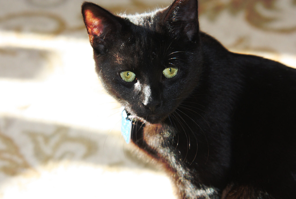 Happy National Black Cat Appreciation Day  – 2025