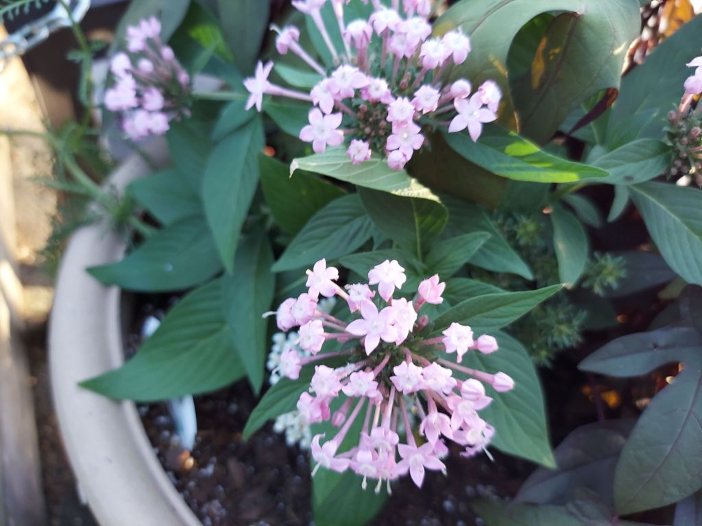 Featured Photo: Flower of the Day – The Egyptian Starcluster