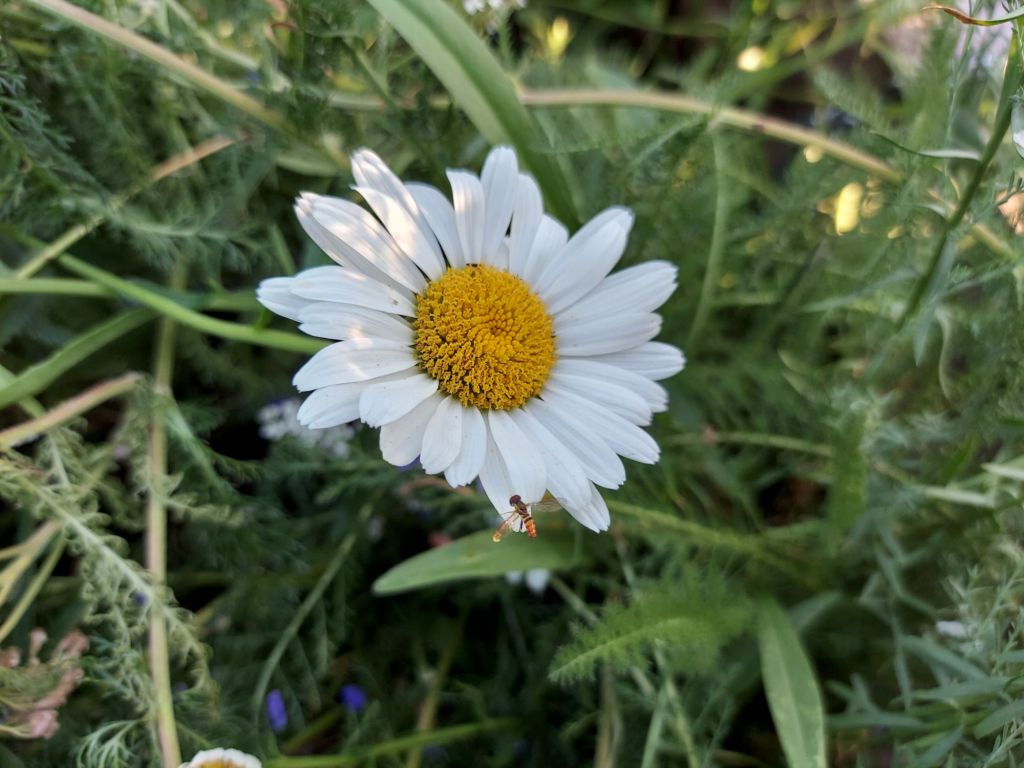 Featured Photo: Flower of the Day – The Oxeye Daisy