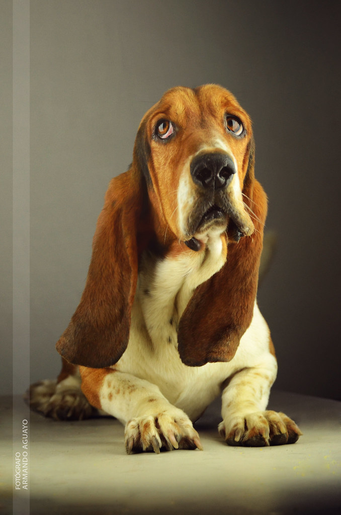 Mi perro 'Napoleón' // basset hound.jpg