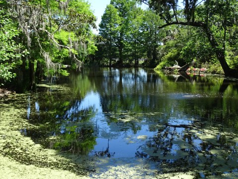 Magnolia Plantation & Gardens - Outside Charleston - South Carolina - USA - 09.jpg