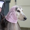 Afghan Hound.jpg