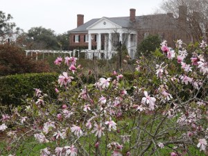 Magnolia and the front of Boone Hall Plantation near Charleston..jpg