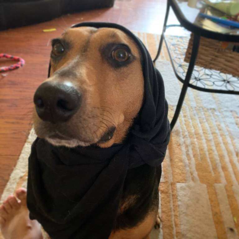 Babushka hound.jpg