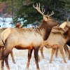 Elk: Wildlife beauty in Jasper National Park..jpg