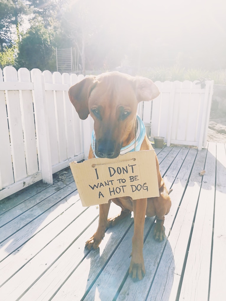 brown short coated dog on brown wooden fence.jpg