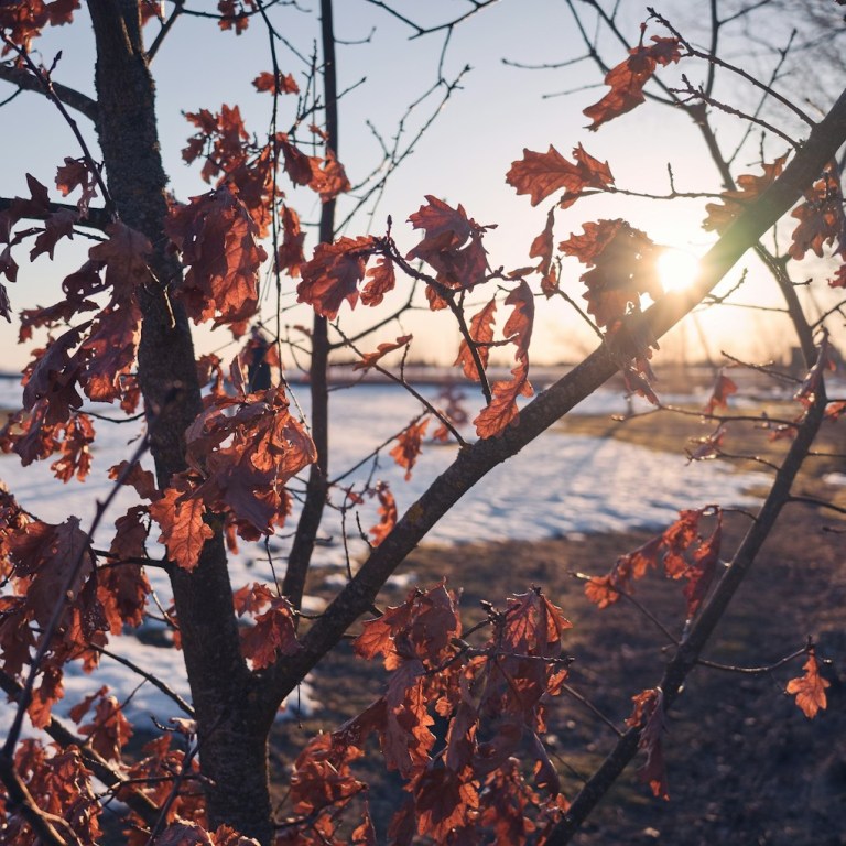 the sun shines through the leaves of a tree.jpg
