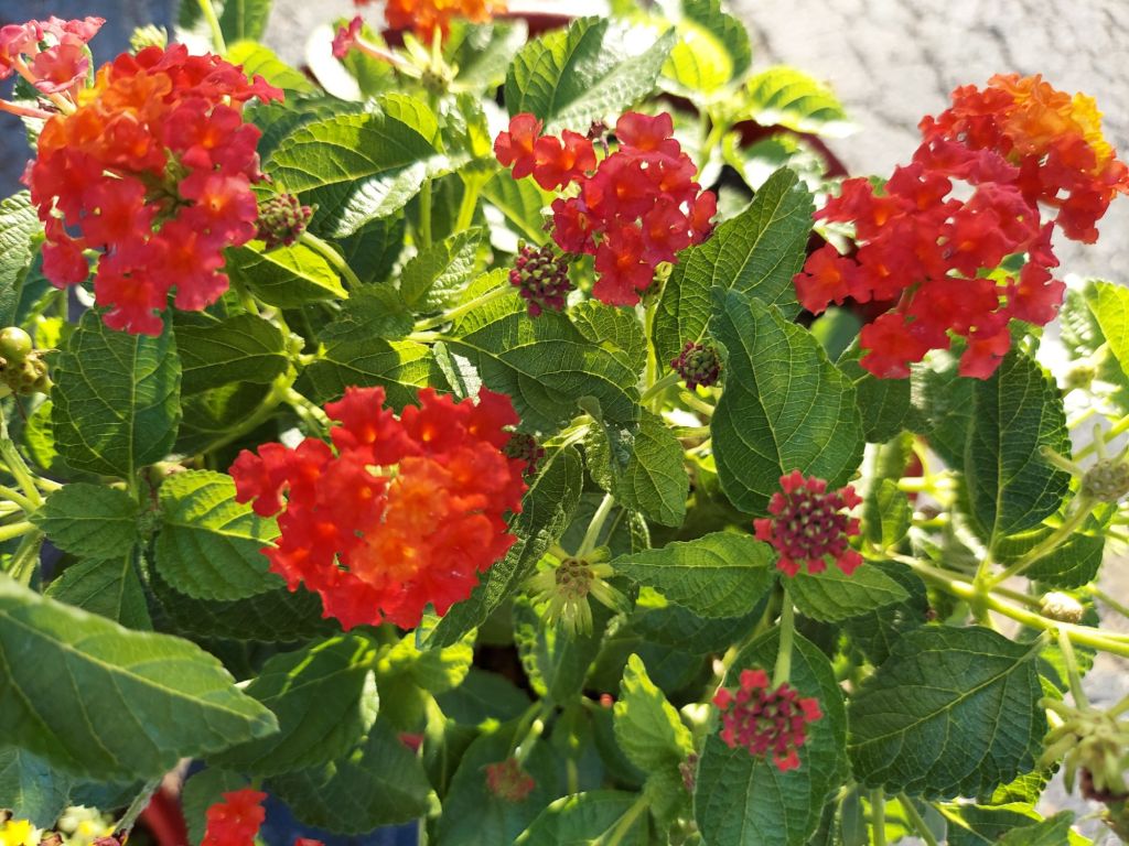 Featured Photo: Flower of the Day – The Lantana