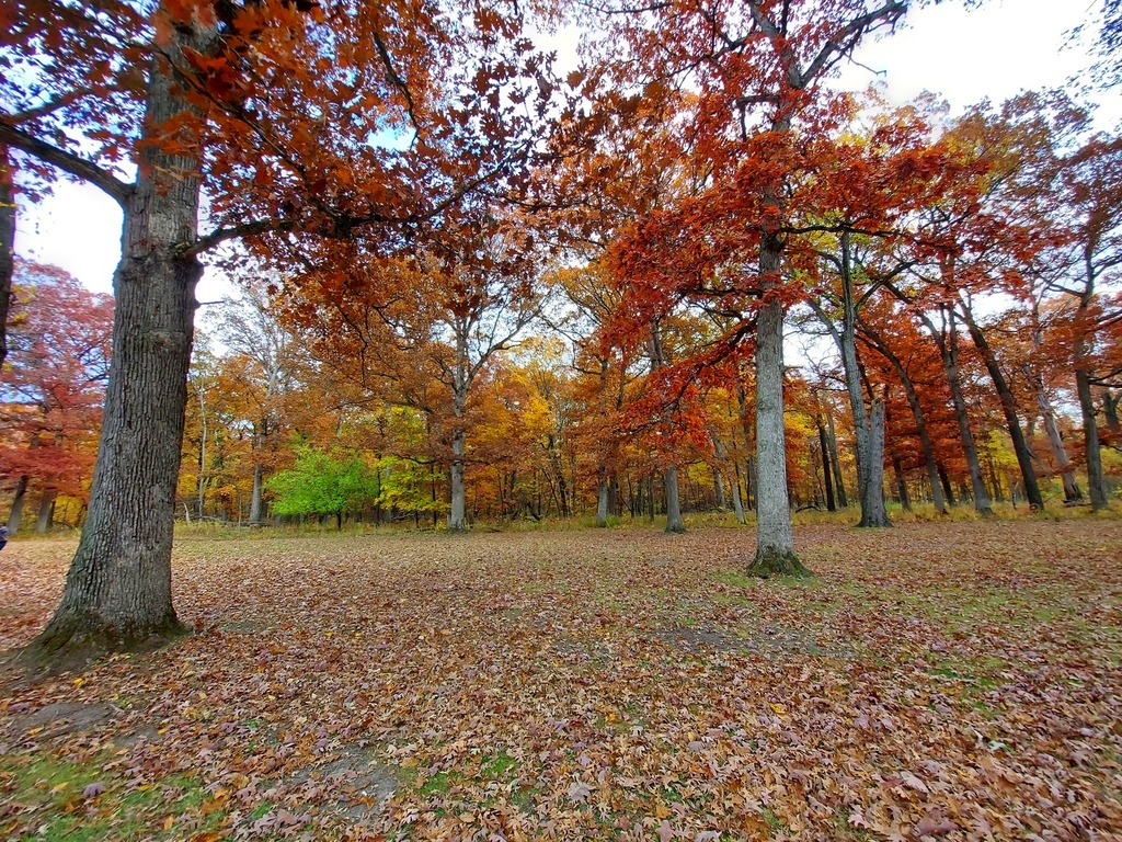 Featured Photo: The Beauty of Fall Color – Schubert’s Woods Near Sauk Trail, Bloom Township #5