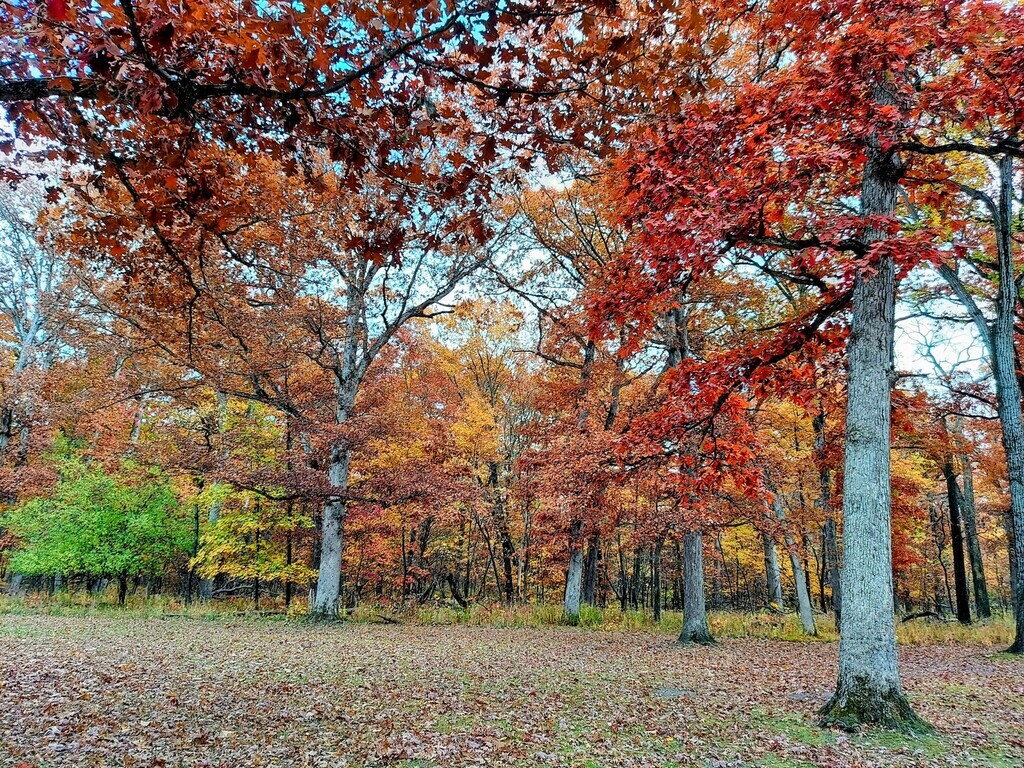 Featured Photo: The Beauty of Fall Color – Schubert’s Woods Near Sauk Trail, Bloom Township #4