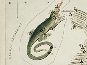 Sidney Hall&rsquo;s (1831) astronomical chart illustration of the Lacerta, Cygnus, Lyra, Vulpecula and the Anser. Original from Library of Congress. Digitally enhanced by rawpixel..jpg