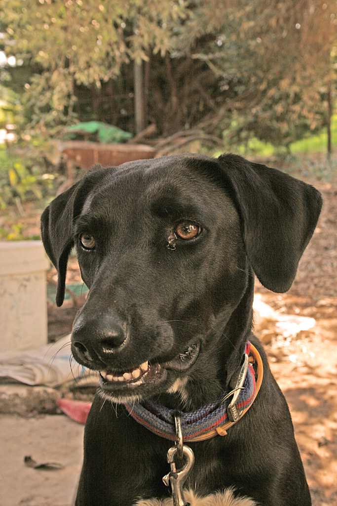 Black Dog frontal.jpg