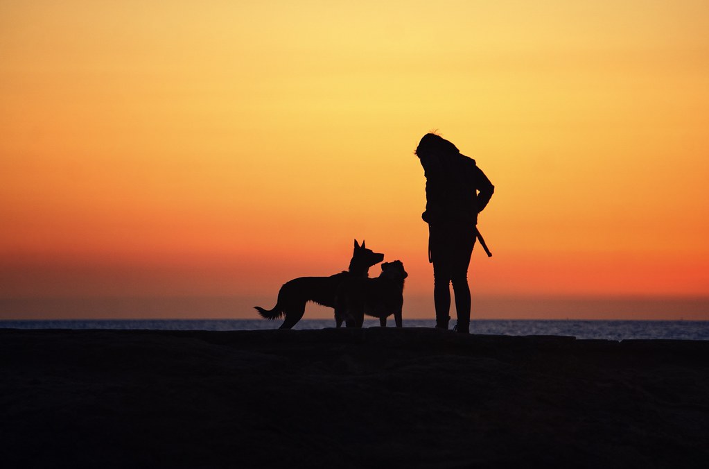 Happy Make A Dog’s Day  – 2025