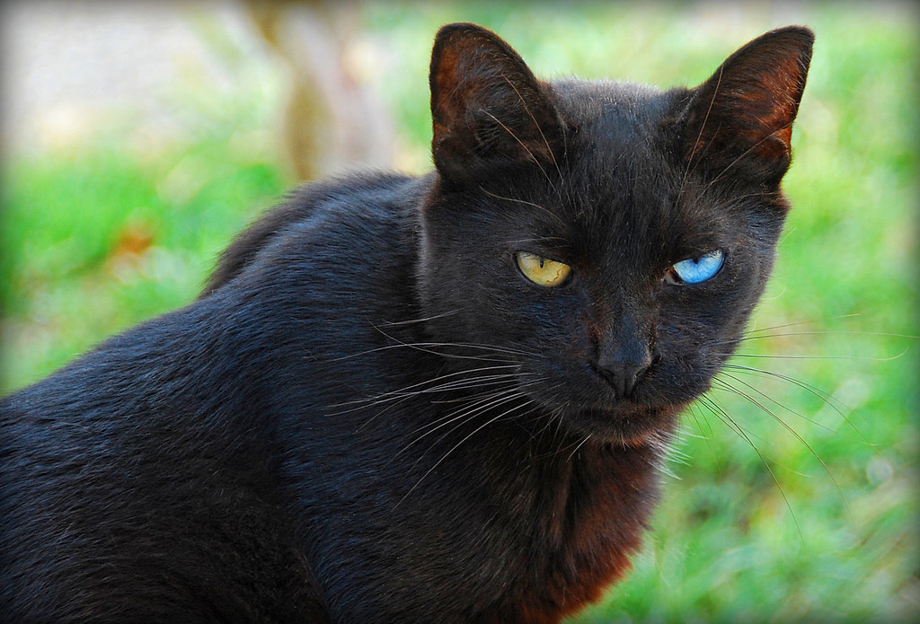 Happy National Black Cat Day – 2025