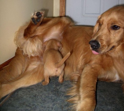 Bentley, our male dog, nursing a puppy my parents rescued.jpg