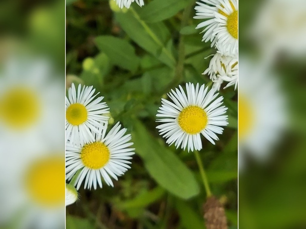 Featured Photo: Flower of the Day – The Daisy Fleabane