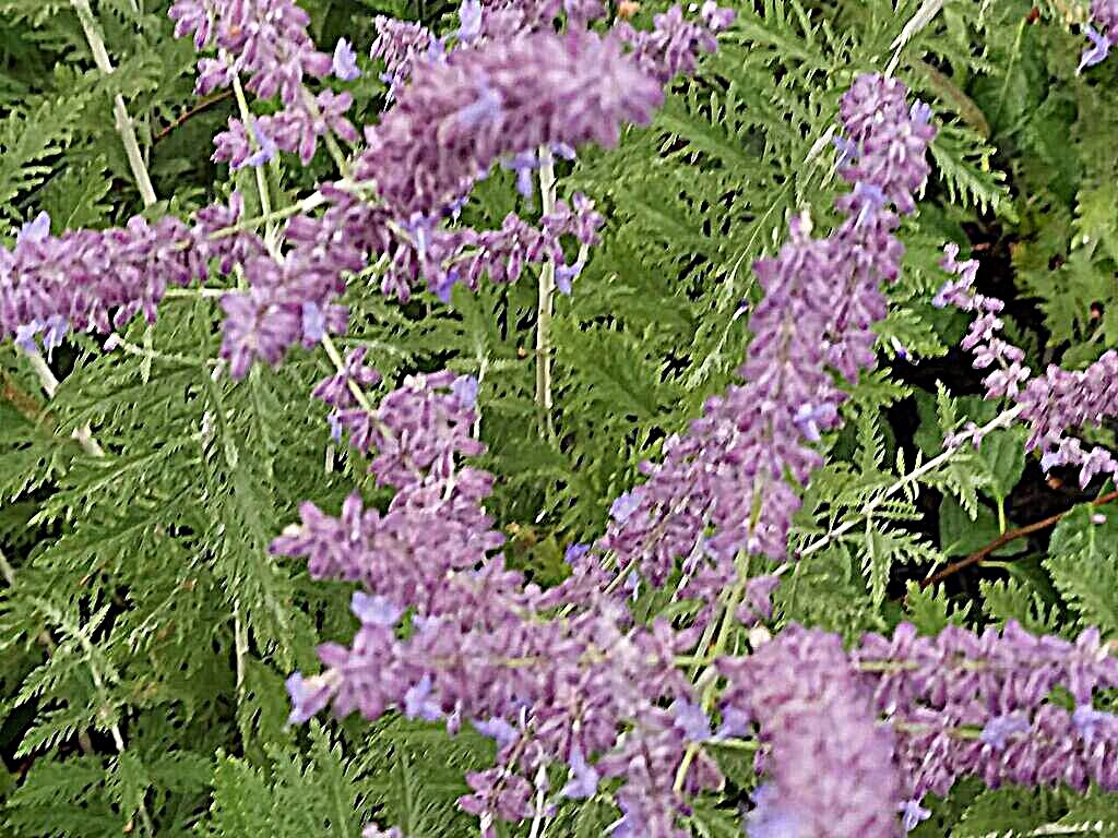 Featured Photo: Flower of the Day – Russian Sage