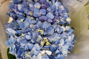 Featured Photo: Flower Bouquet Photo of the Day – Second Week in October ’25