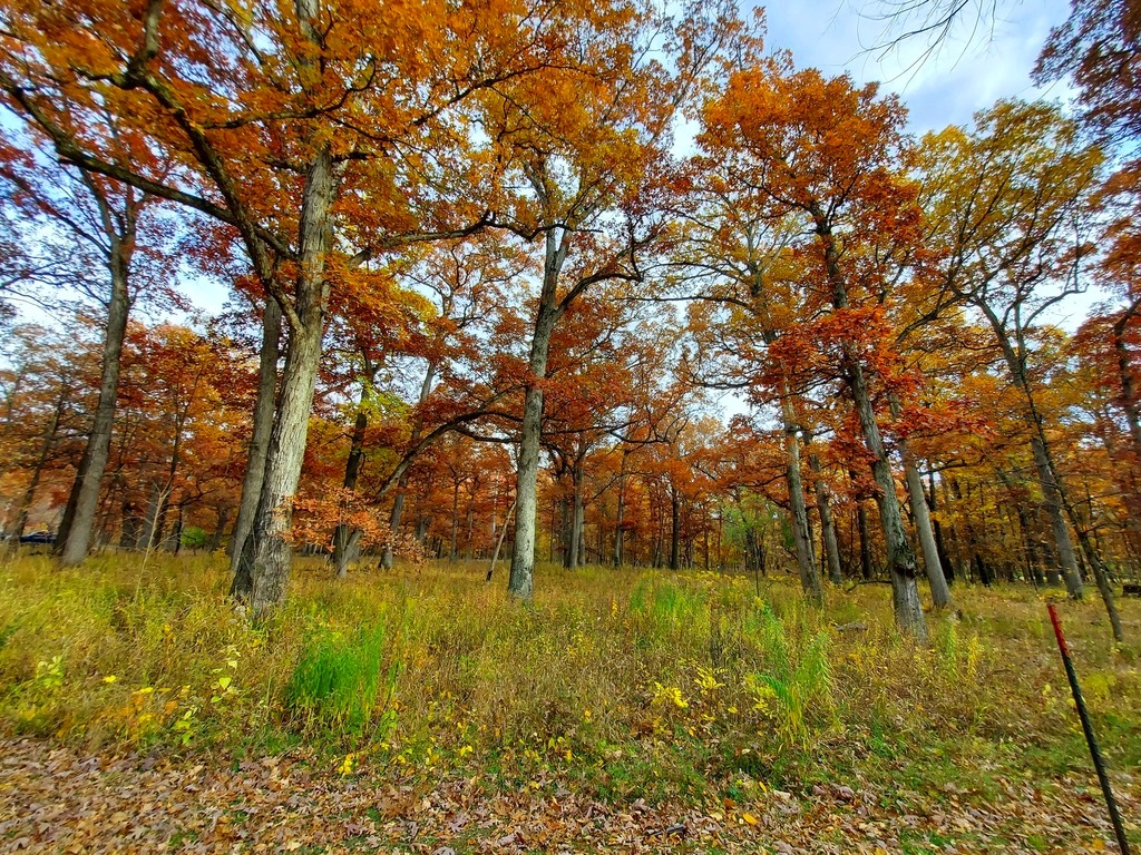 Featured Photo: The Beauty of Fall Color – Schubert’s Woods Near Sauk Trail, Bloom Township #6