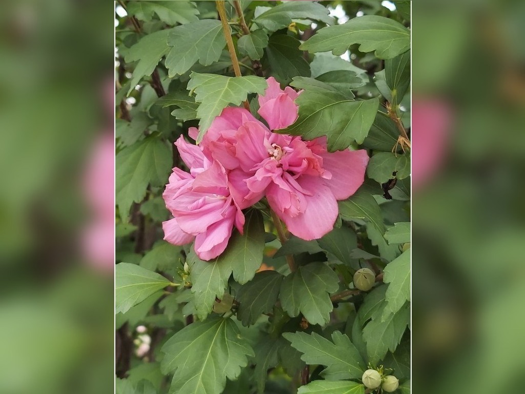 Featured Photo: Flower of the Day – Pink Hibiscus