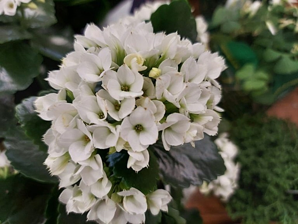 Featured Photo: Flower Bouquet Photo of the Day – Second Week in November ’25