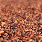 Happy National Cocoa Day – 2025