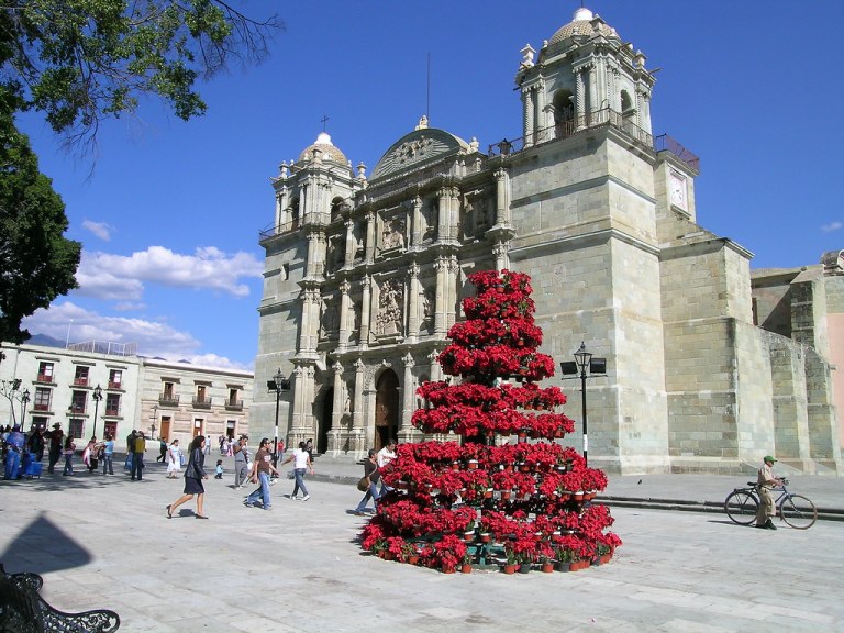 Poinsettia Tree and Catedral de Oaxaca.jpg