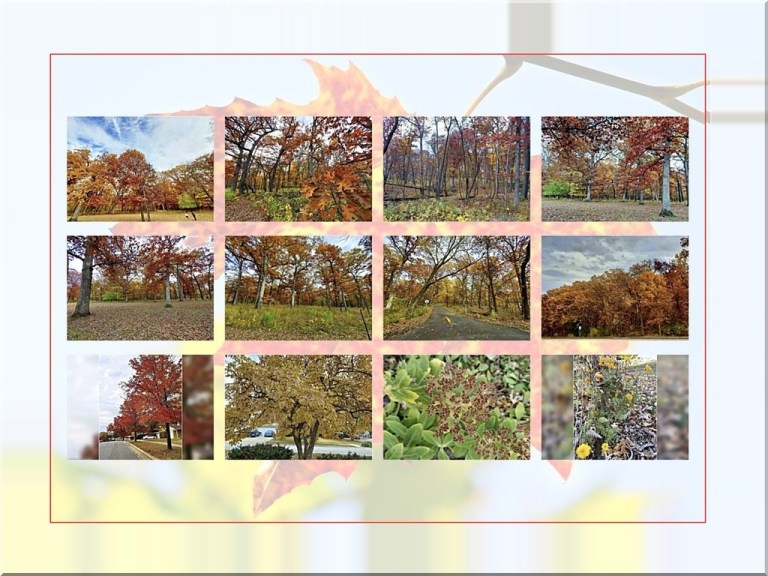 Fall Color Montage_2025.jpg