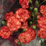 Featured Photo: Christmas Flower of the Day ’25 – Bouquet #2