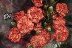 Featured Photo: Christmas Flower of the Day ’25 – Bouquet #2