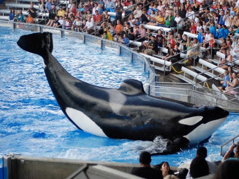 SeaWorld - Shamu Show.jpg