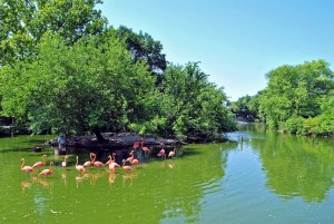 Flamingos - St. Louis Zoo.jpg
