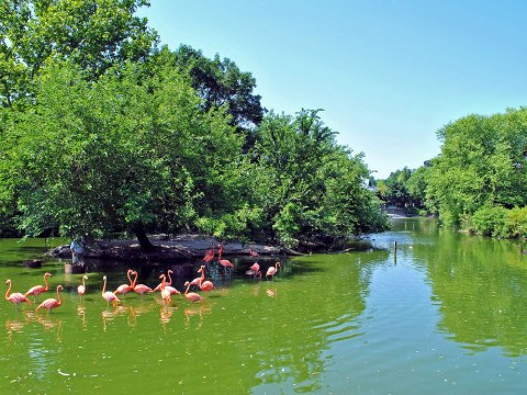 Flamingos - St. Louis Zoo.jpg