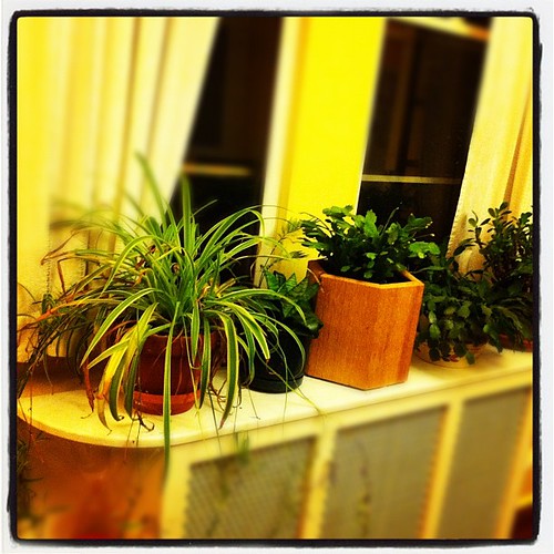 Houseplants.jpg