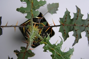 Happy National Houseplant Appreciation Day – 2026