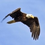 Happy Save the Eagles Day – 2026