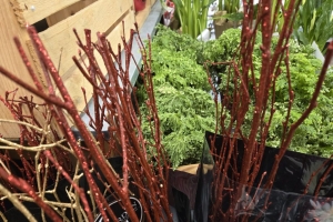 Featured Photo: New Year’s Flower of the Day ’26 – Bouquet #1