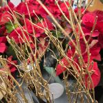 Featured Photo: New Year’s Flower of the Day ’26 – Bouquet #2