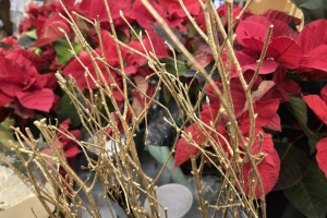 Featured Photo: New Year’s Flower of the Day ’26 – Bouquet #2