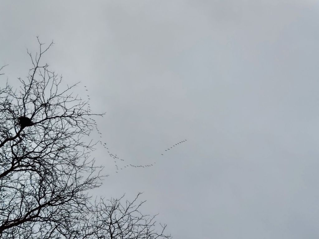 Featured Photo: Winter Weather Special – Peaceful Flock of Birds Flying in the Sky, Oak Forest